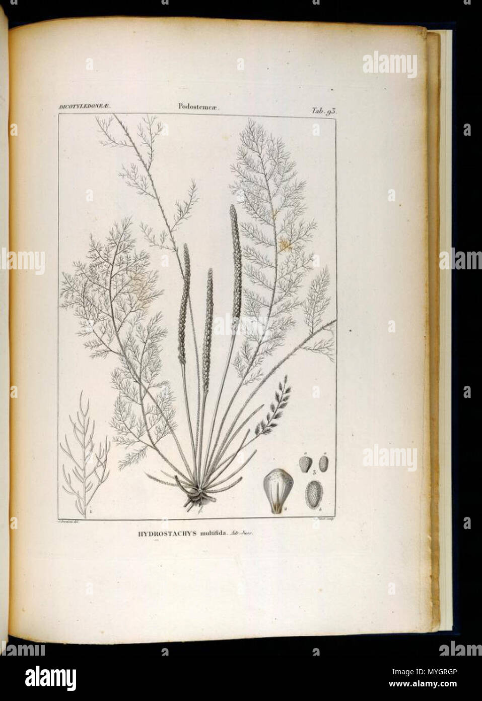 . Illustration of Hydrostachys multifida . between 1820 and 1846. Jules Paul Benjamin Delessert (1773-1858) 251 Hydrostachys multifida Stock Photo