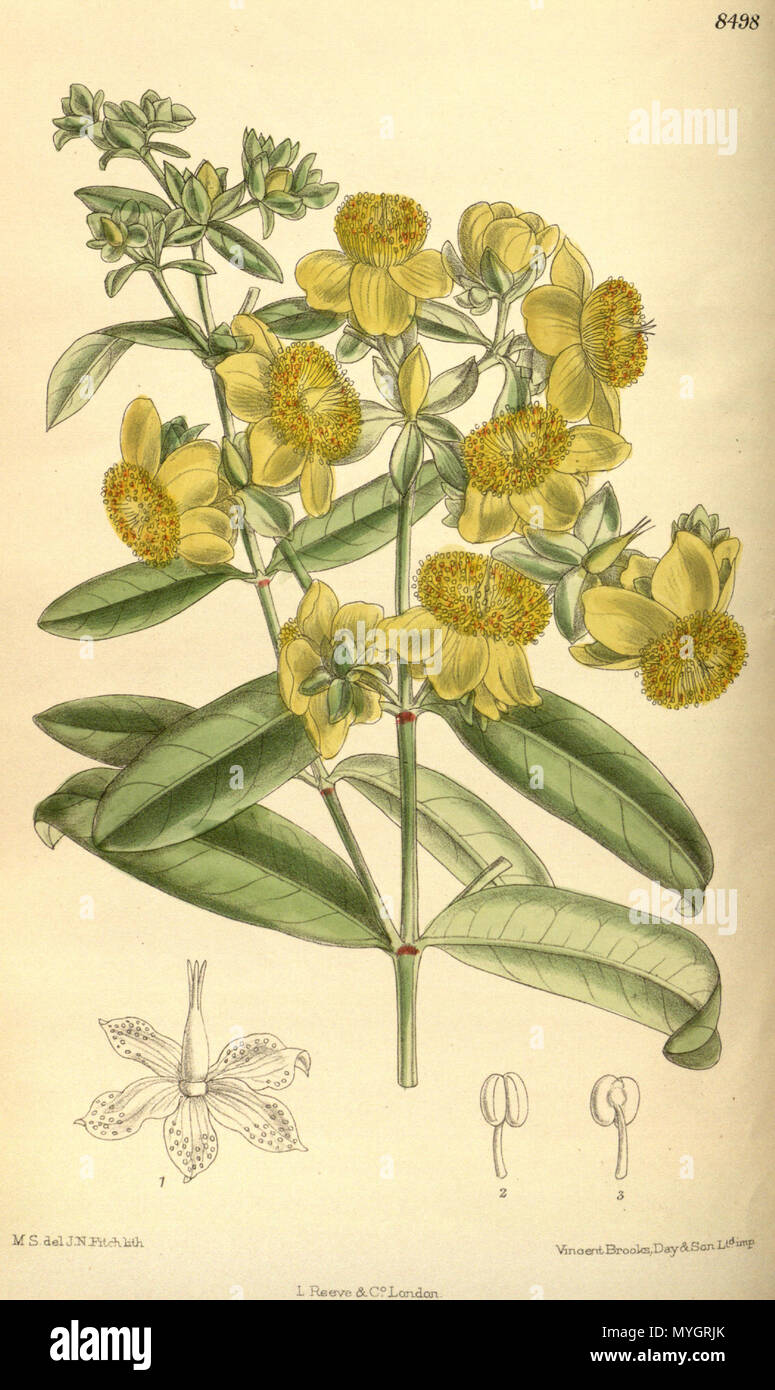 . Hypericum aureum (= Hypericum frondosum), Hypericaceae . 1913. M.S. del, J.N.Fitch, lith. 251 Hypericum aureum 139-8498 Stock Photo