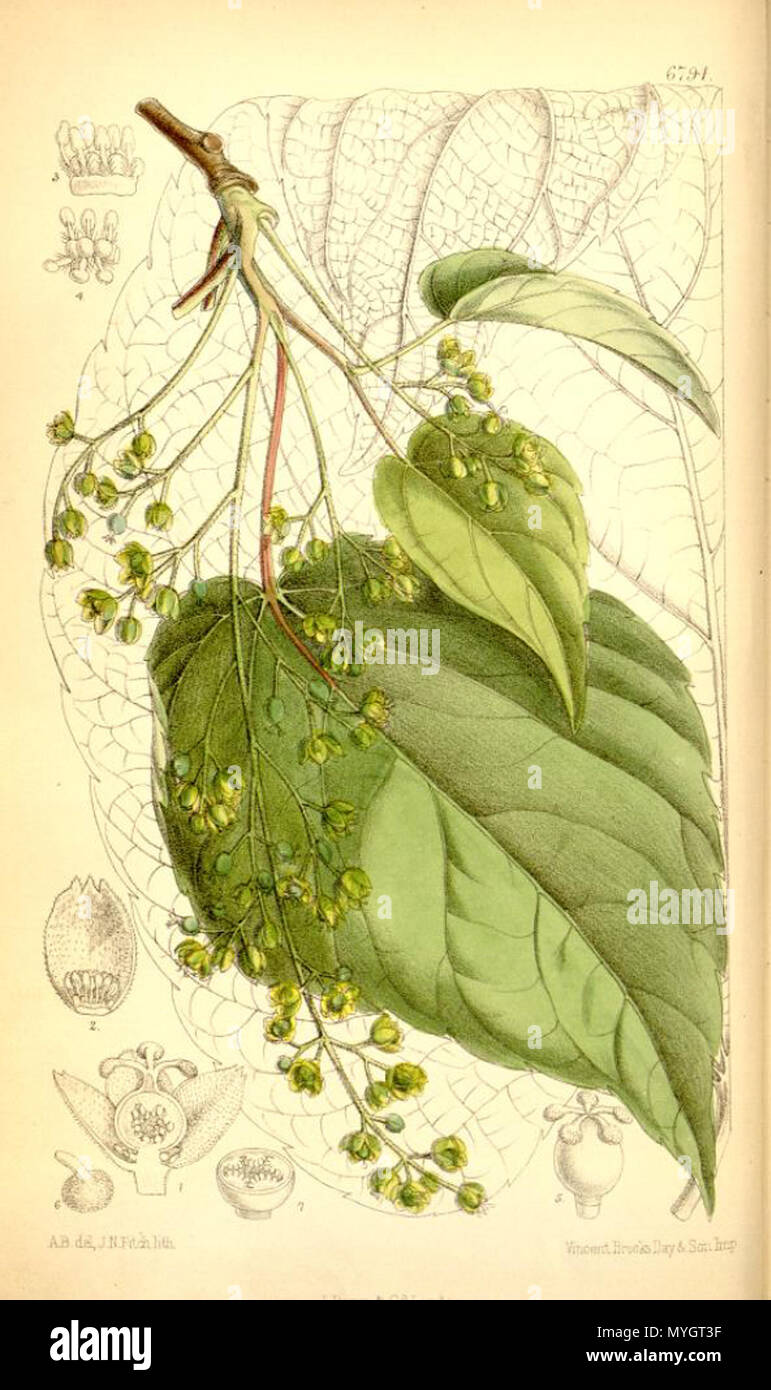 . Illustration of Idesia polycarpa . 1885. (1817-1911) 252 Idesia polycarpa Stock Photo