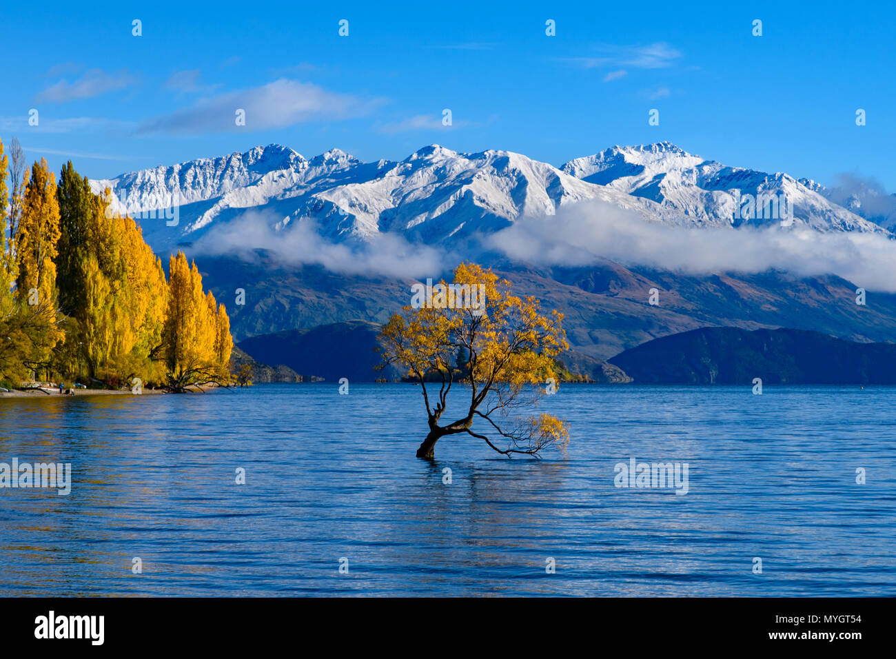 Wanaka Tree in autumn with snow mountains, South Island, New Zealand