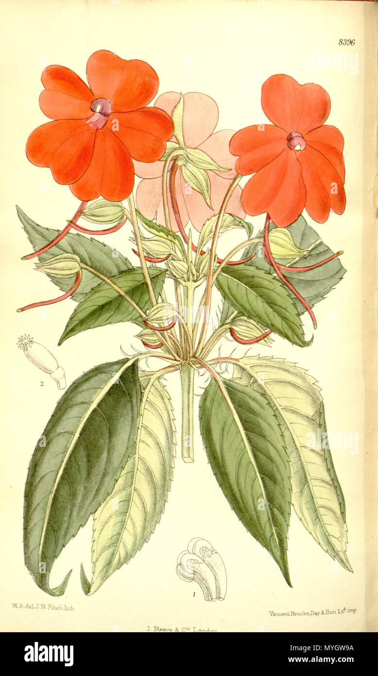 . Impatiens herzogii (= Impatiens hawkeri), Balsaminaceae . 1911. M.S. del., J.N.Fitch lith. 255 Impatiens herzogii 137-8396 Stock Photo