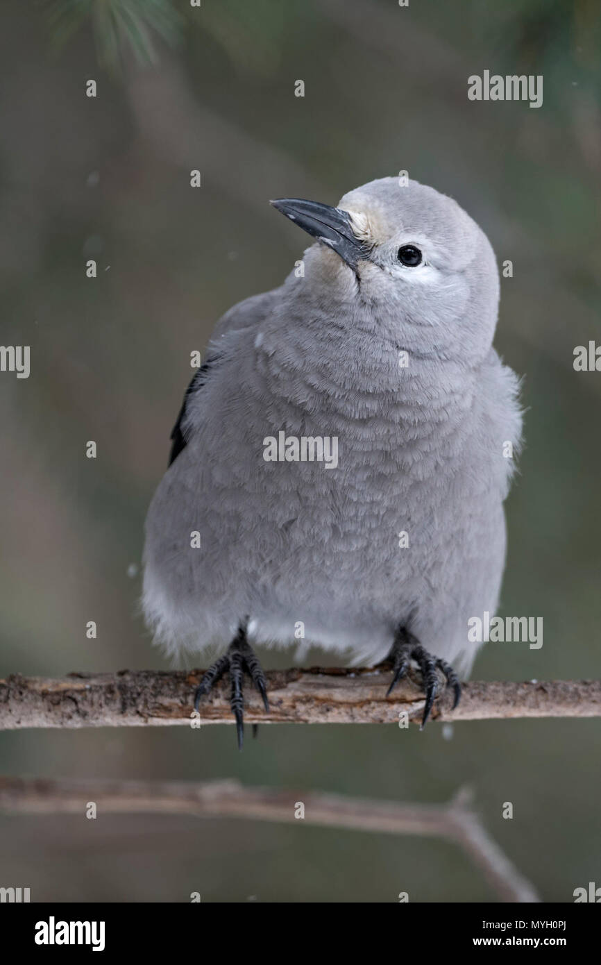 Clark's nutcracker / Kiefernhäher ( Nucifraga columbiana ) in winter, perching on a thin branch of a conifer, curious, Yellowstone area, Montana, USA. Stock Photo