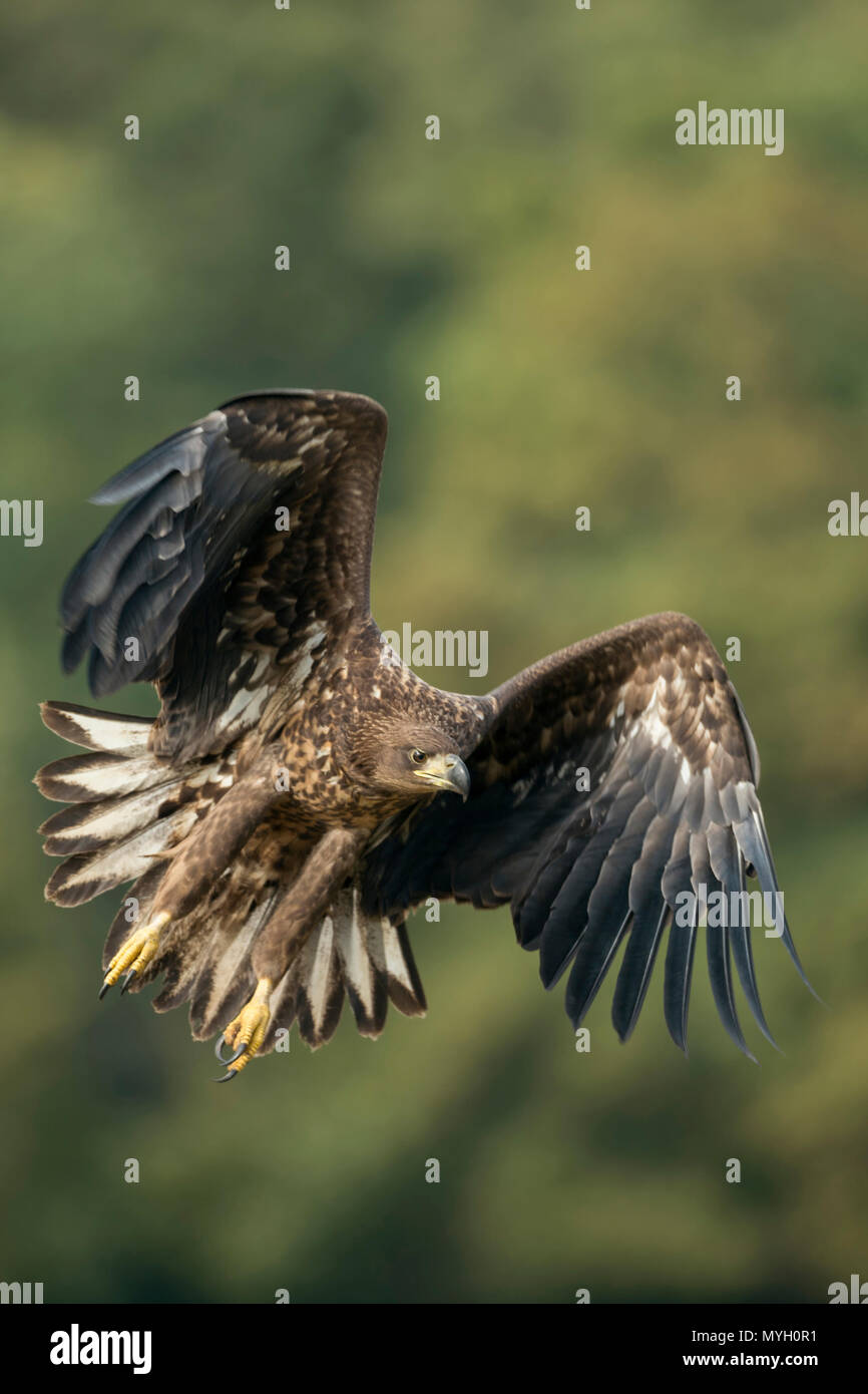 White-tailed Eagle / Sea Eagle / Seeadler ( Haliaeetus albicilla ) young adolescent in powerful flight, hunting along the edge of a forest, frontal si Stock Photo