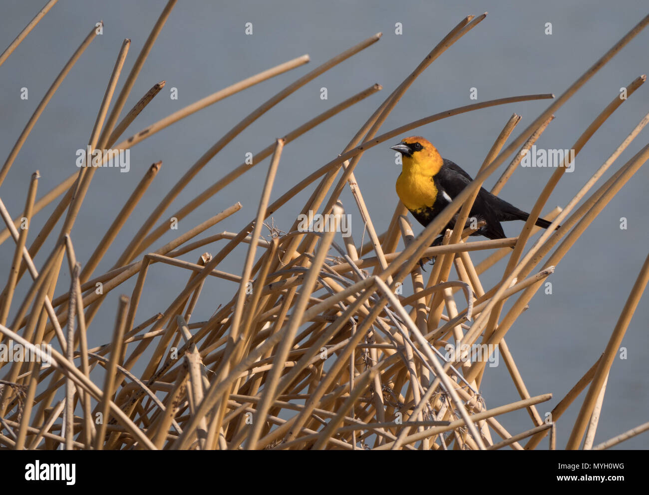 An adult male yellow-headed blackbird perched in dried tan reeds. Photographed in profile with a shallow depth of field. Stock Photo