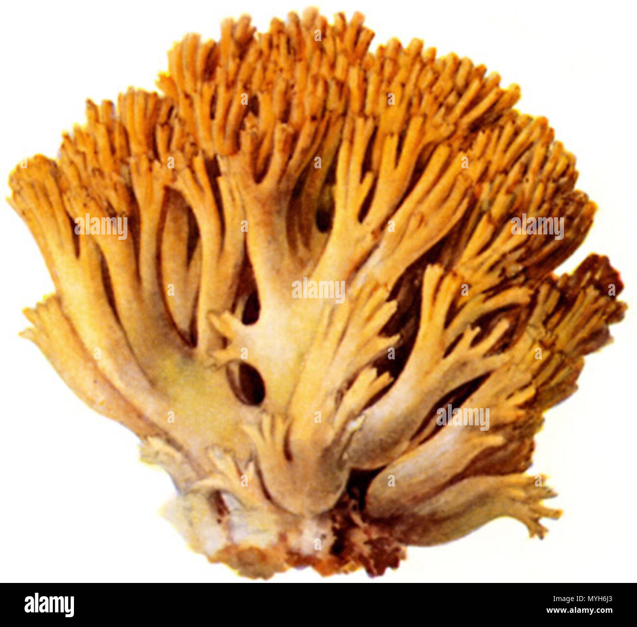 .  Deutsch: Goldgelbe Koralle, Ziegenbart (Ramaria aurea). . 1897 215 Goldgelbe Koralle-1 Stock Photo
