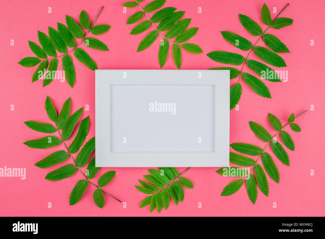 Creative flat lay top view white frame mock up with fresh green rowan ...