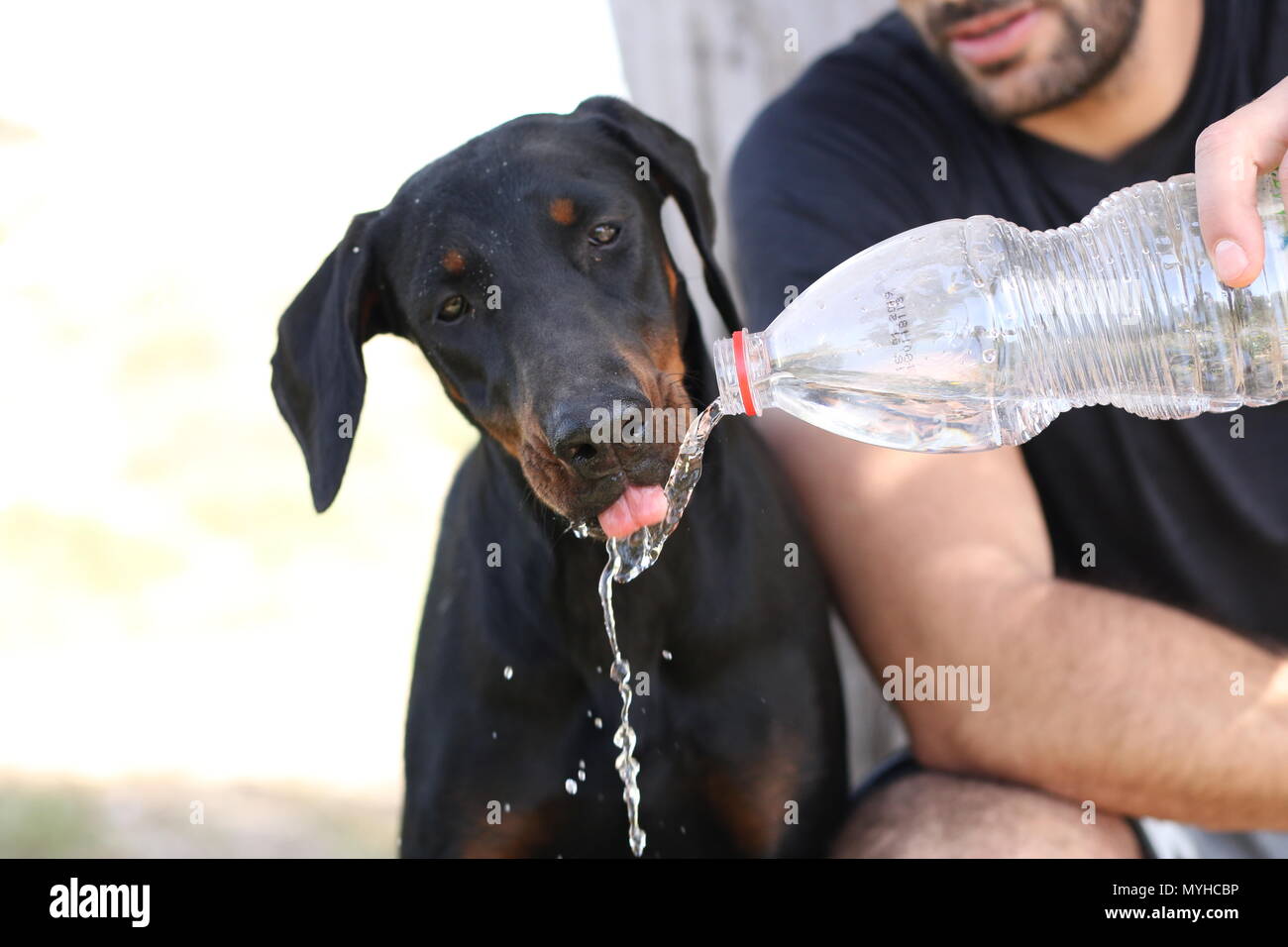 a dog drinks water from a bottle Stock Photo Alamy