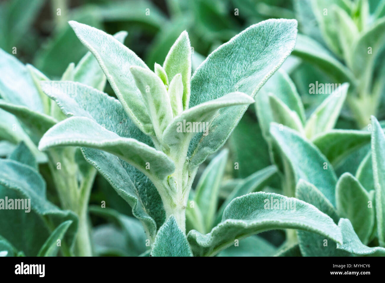 Herb Lambs ear Stock Photo Alamy