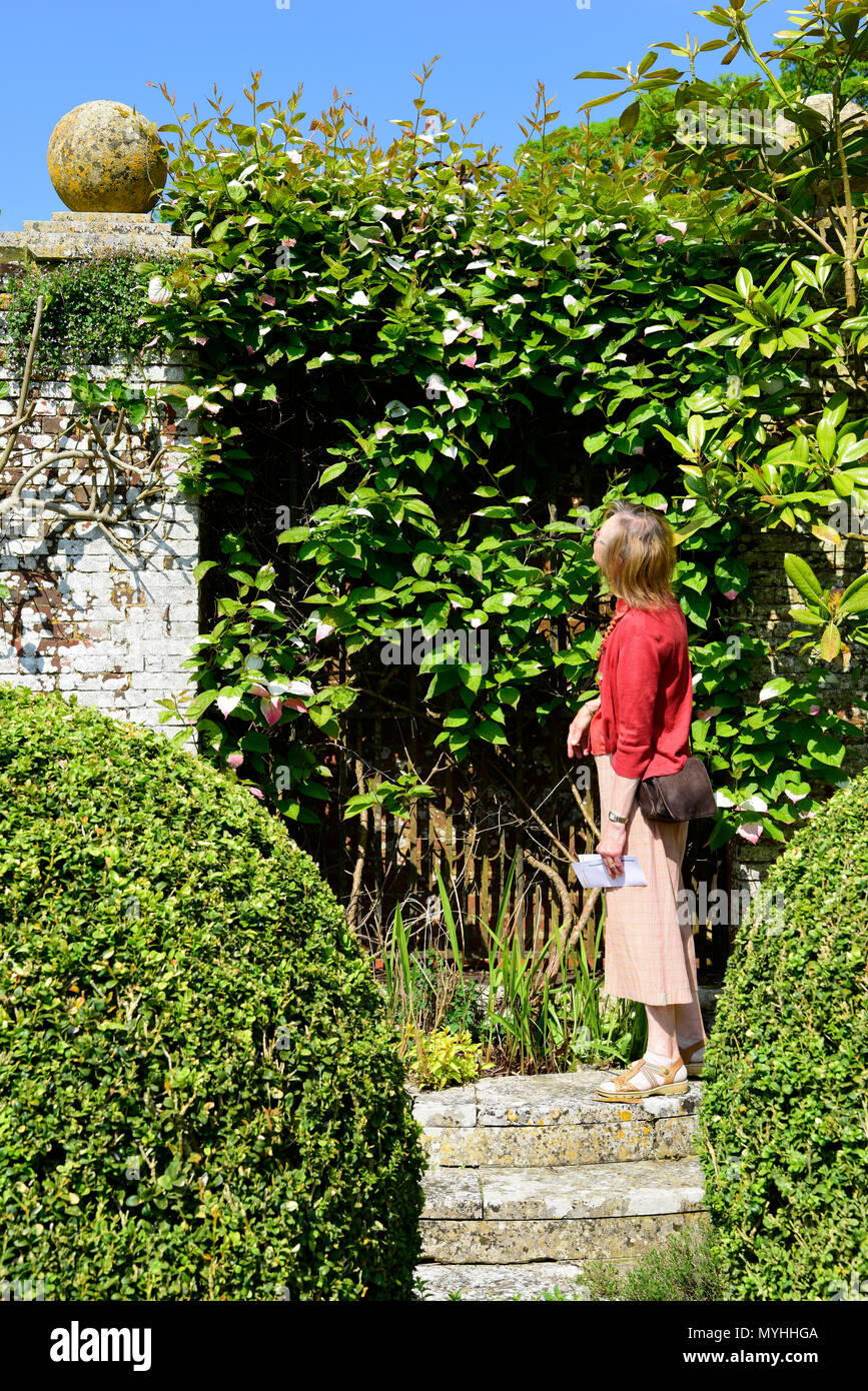 Visitor to the Open Gardens at Newton Valence perusing a walled garden, Newton Valence, near Alton, Hampshire, UK. 20.05.2018. Stock Photo