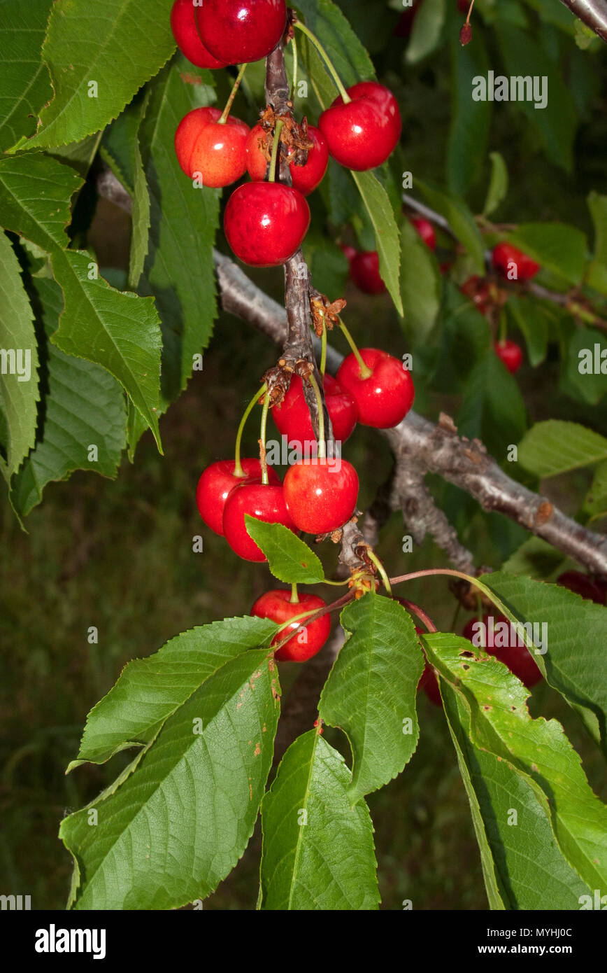 cherry tree branch Stock Photo Alamy