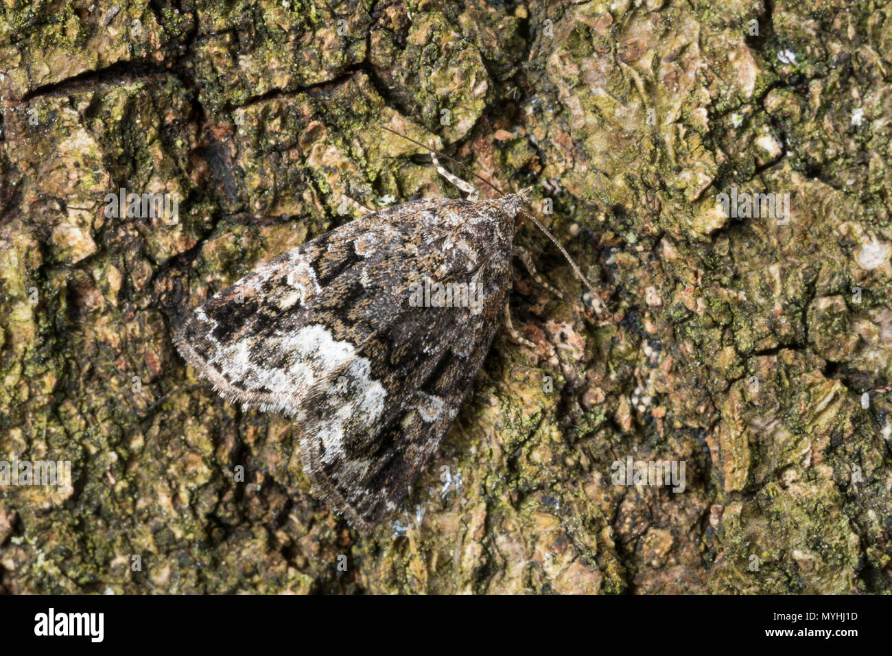 Waldrasen-Grasmotteneulchen, Wiesen-Grasmotteneulchen, Grasmotteneulchen, Grasmotten-Eulchen, Deltote pygarga, Protodeltote pygarga, marbled white spo Stock Photo