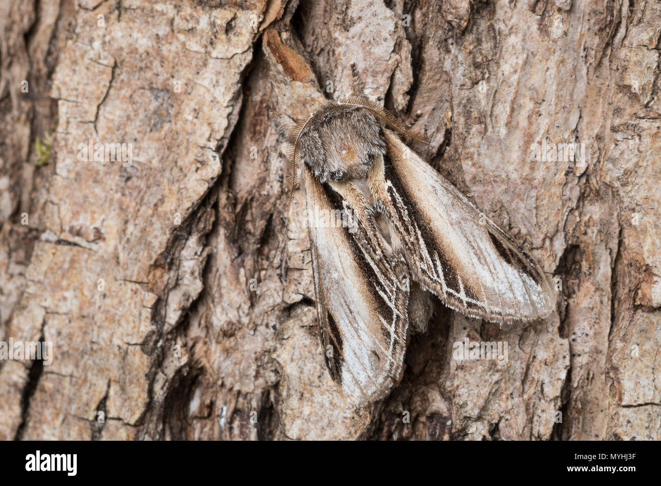 PappelZahnspinner, Pappelzahnspinner, EspenPorzellanspinner, Pappel