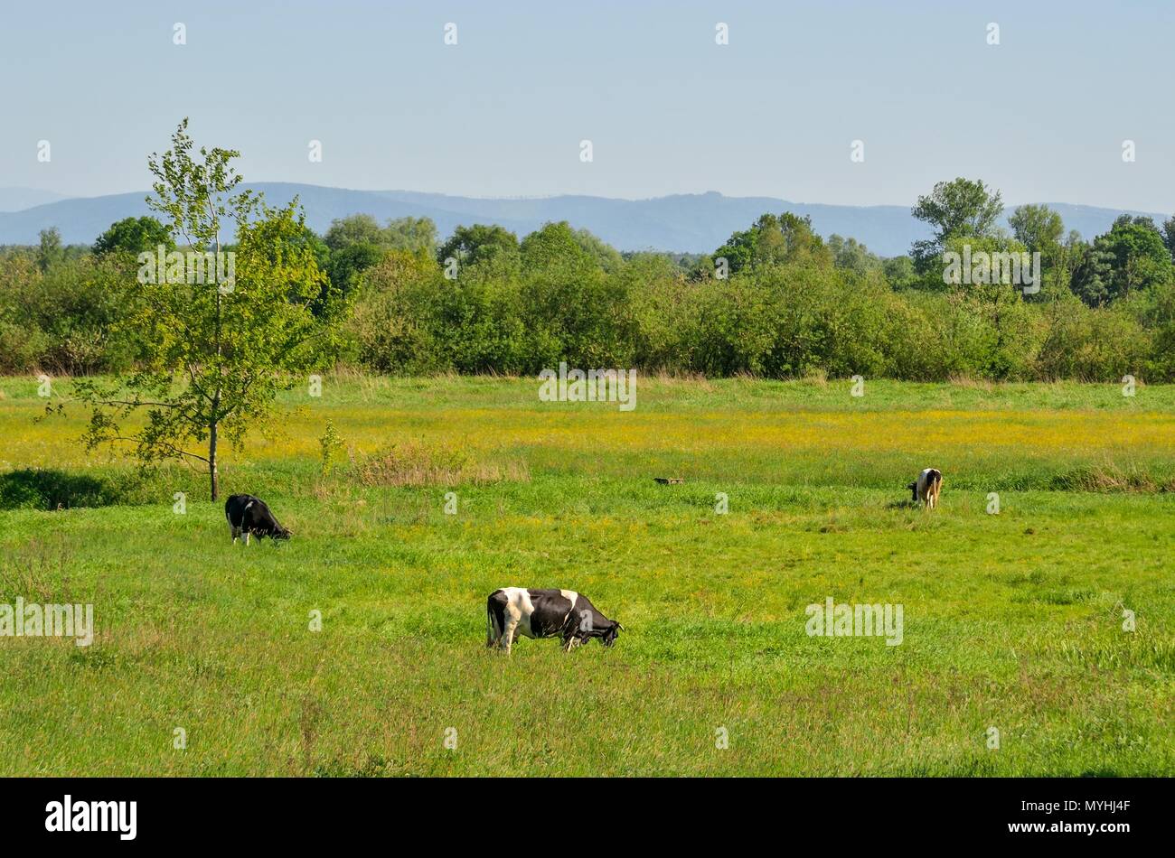 Beautiful rural landscape. Cows grazing on a green meadow. Stock Photo