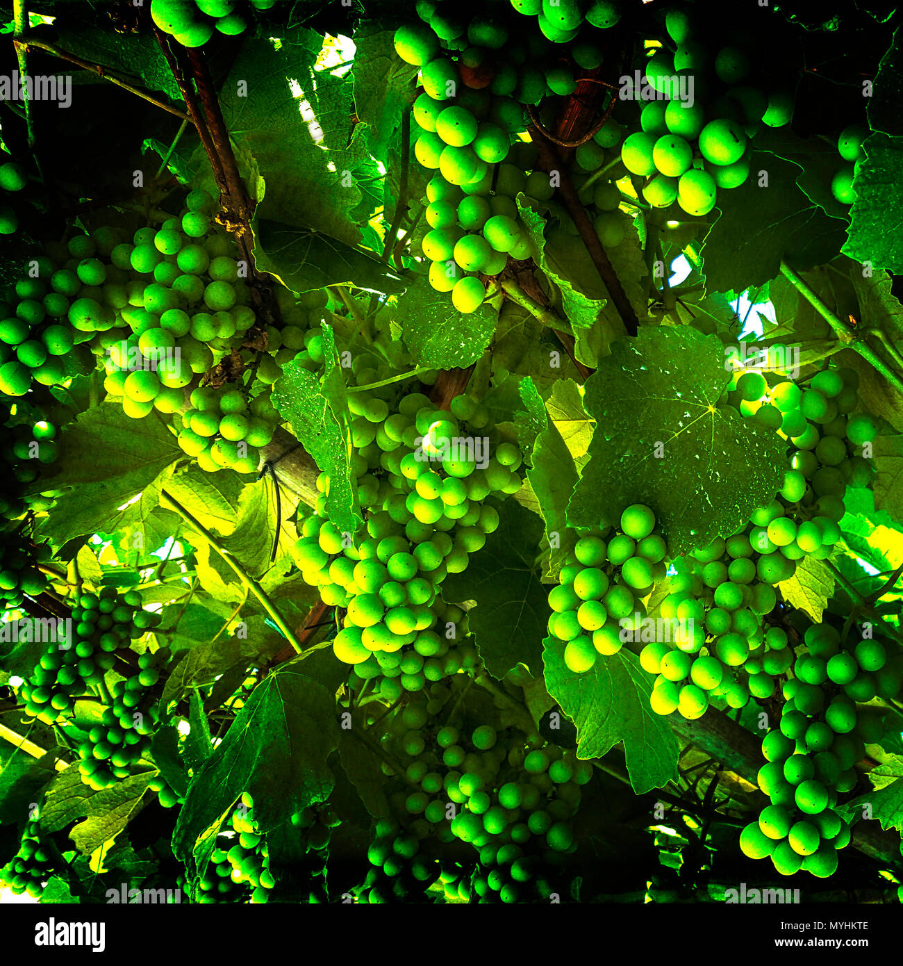Bunch of grapes, france Stock Photo Alamy