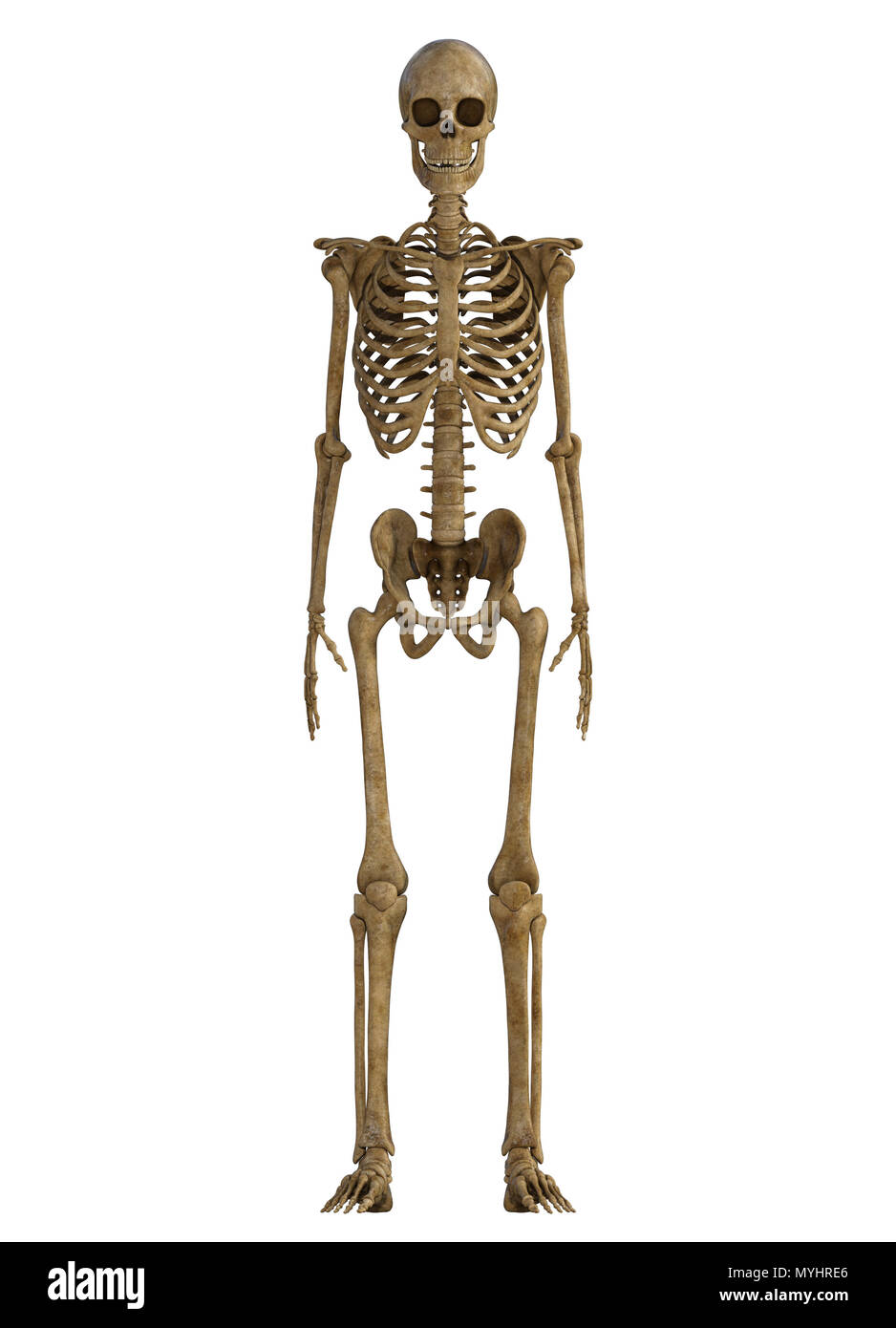 Human Skeleton full body isolated on white Stock Photo - Alamy
