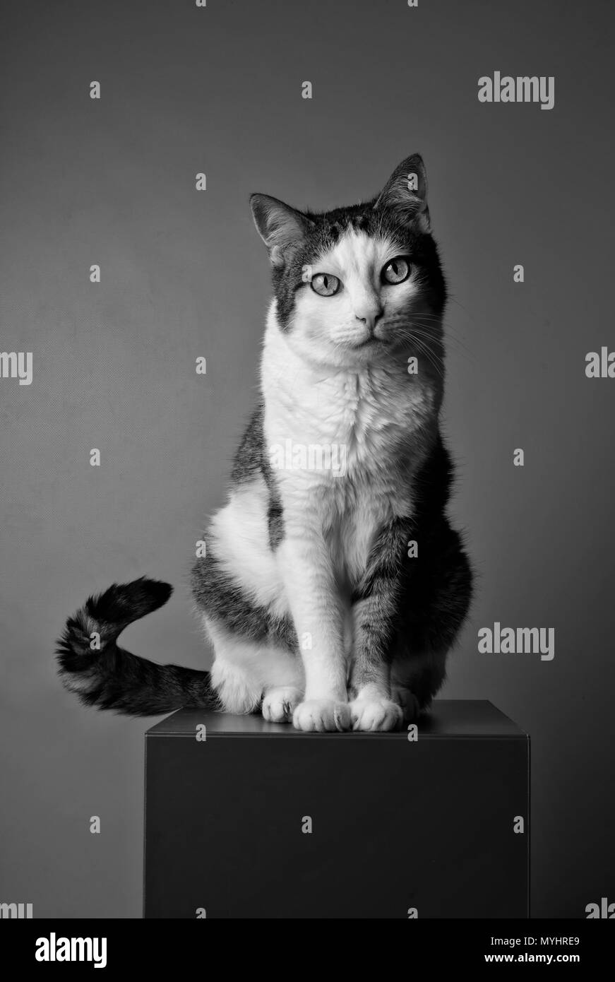 Black and white portrait of a tabby cat looking curious to the camera. Stock Photo