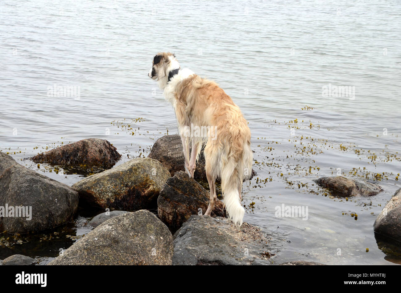 Borzoi dog stands on stones in water, with elevated forebody, looking out to the sea. Stock Photo