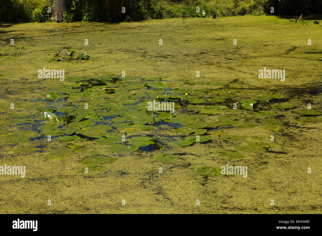 duckweed on wetland's pond in stron summer light Stock Photo