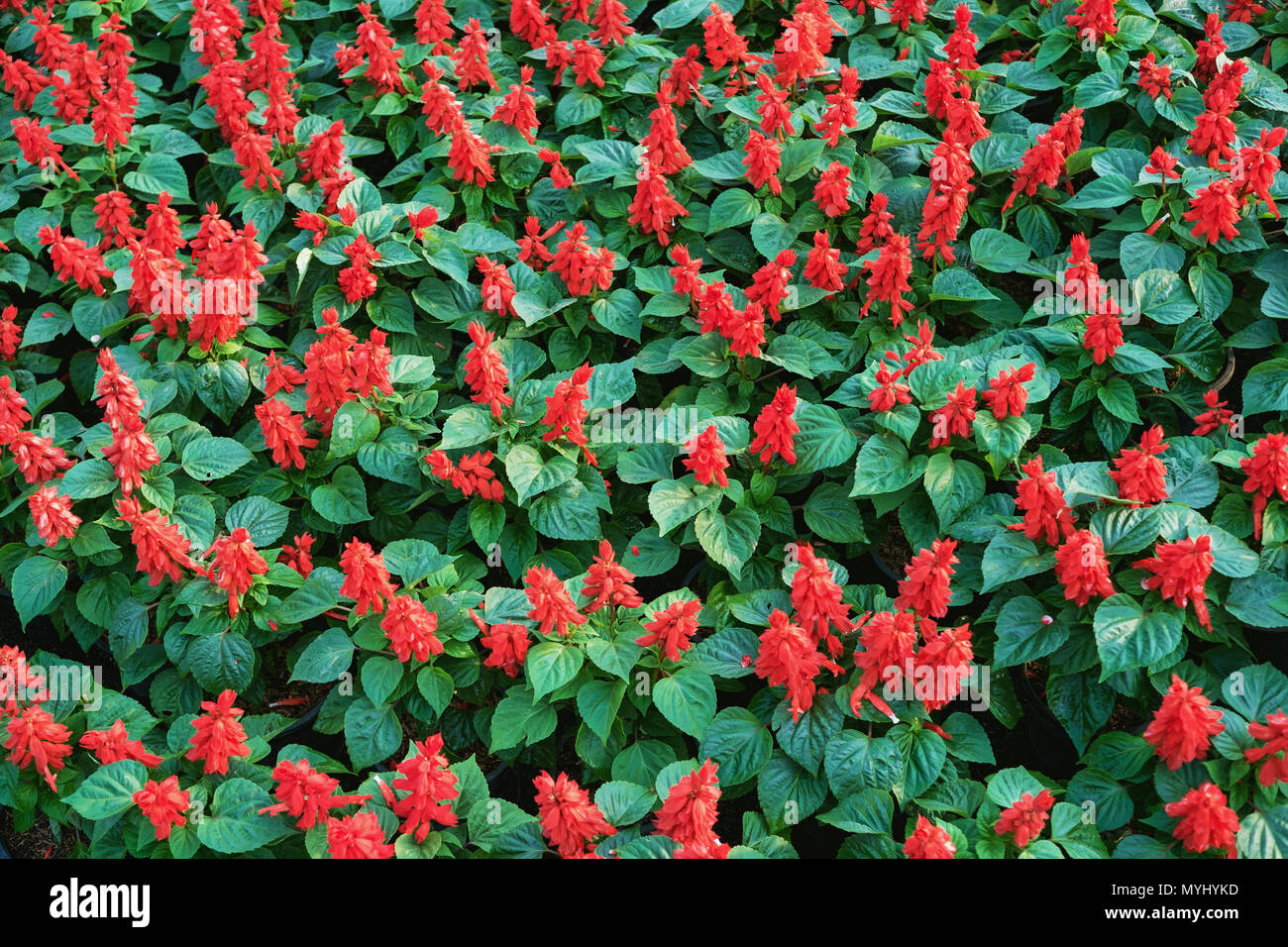Top view of red flower on the parkland, Many flower, green leaves in garden on morning. Stock Photo
