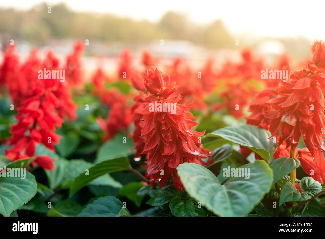 Close-up of red flower on the parkland, Macro of flower, green leaves in garden on morning. Stock Photo