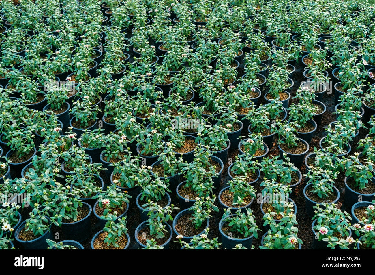 Top view of flower seedlings in the pot, Green leaves of many saplings in the flower pot. Stock Photo
