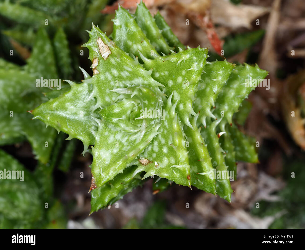 Aloe juvenna (Tiger-tooth Aloe) leaves and stem details Stock Photo