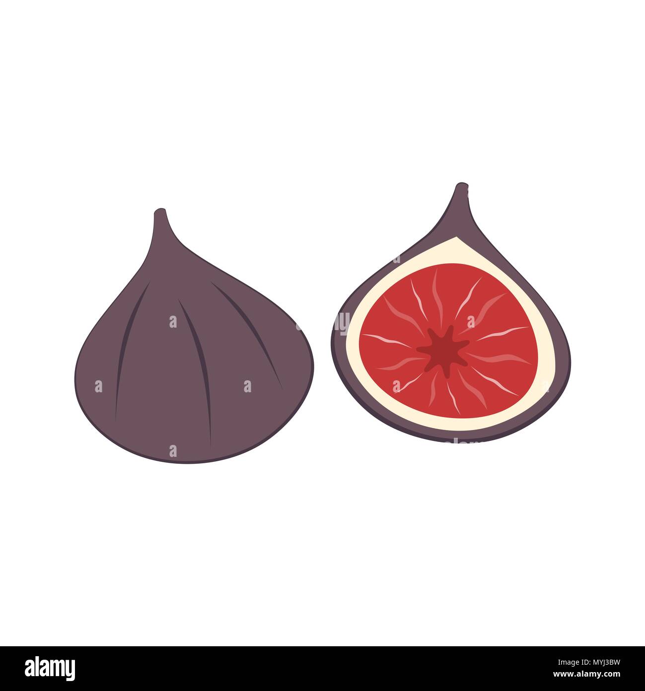 fresh figs isolated on a white background vector illustration Stock ...