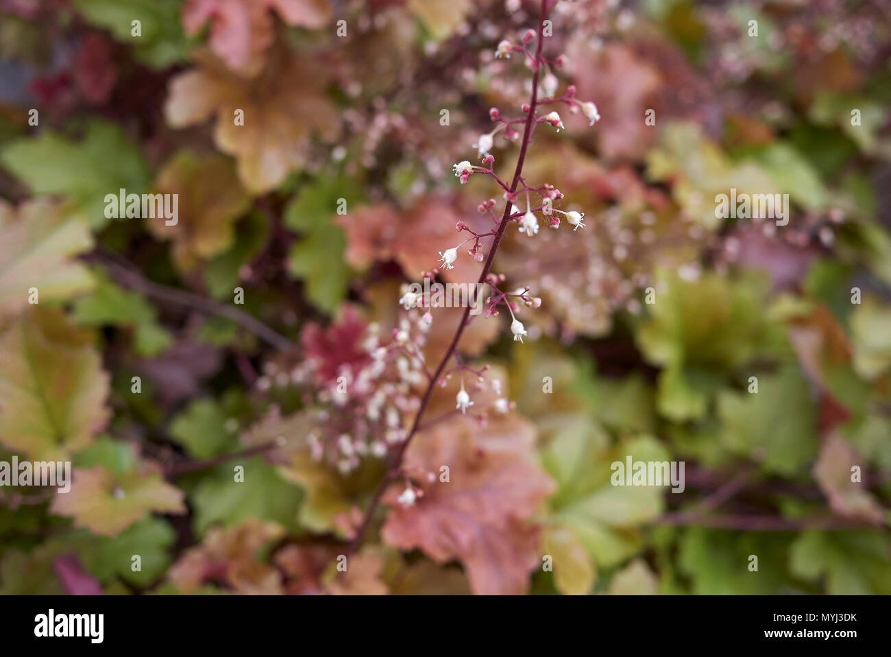 Heuchera multicolored foliage Stock Photo - Alamy