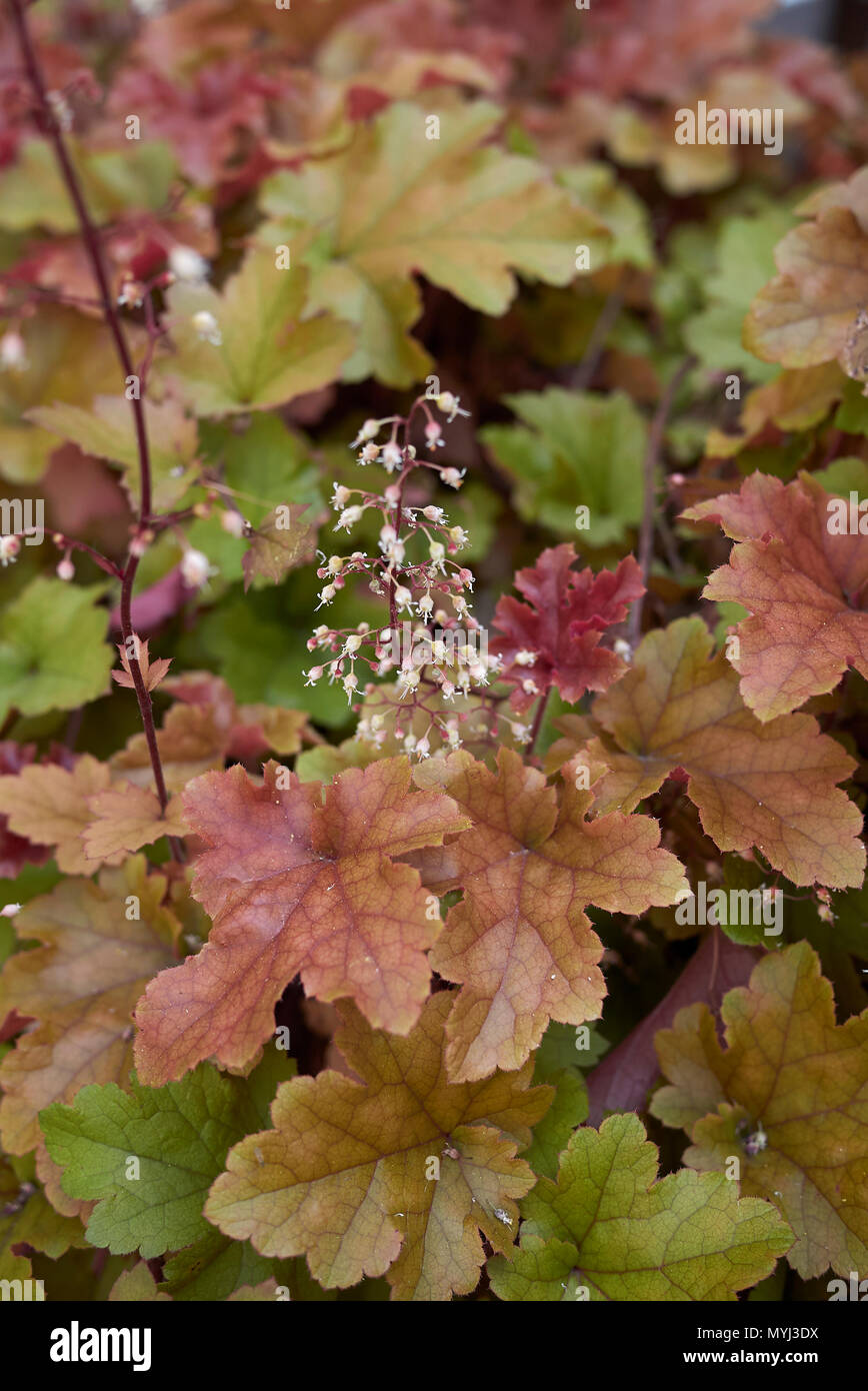 Heuchera multicolored foliage Stock Photo - Alamy