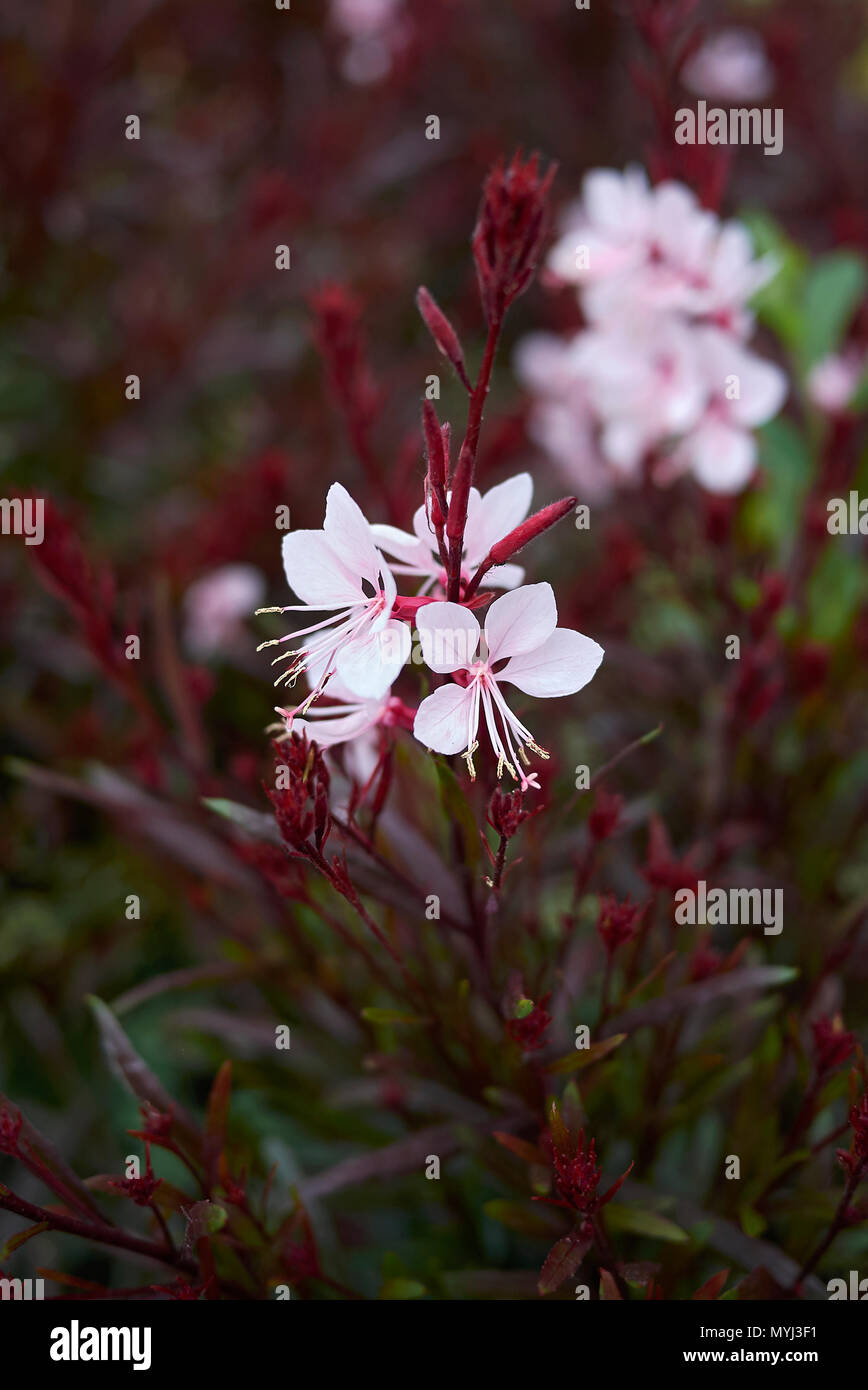 Staude Prachtkerze Gaura lindheimerii /"Gambit Rose/"