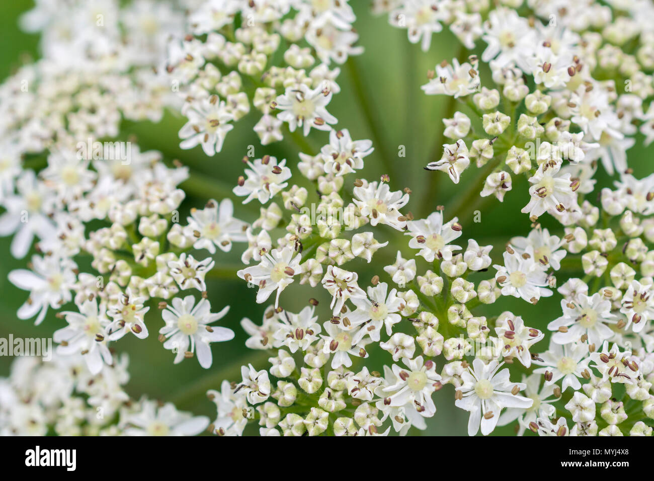 Hogweed / Cow Parsnip - Macro photo of flowers of common umbellifer Hogweed / Heracleum sphondylium. Cow parsley family. Stock Photo