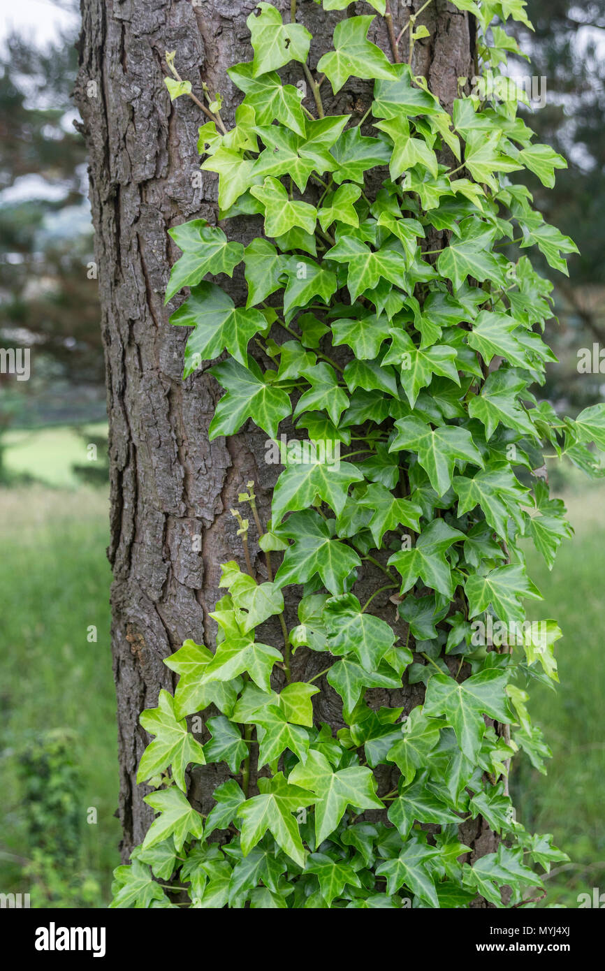 Climbing ivy / Common Ivy - Hedera helix - growing on the trunk of a tree. Hedera helix on tree, creeping ivy. Ivy plant climbing tree trunk Photo - Alamy