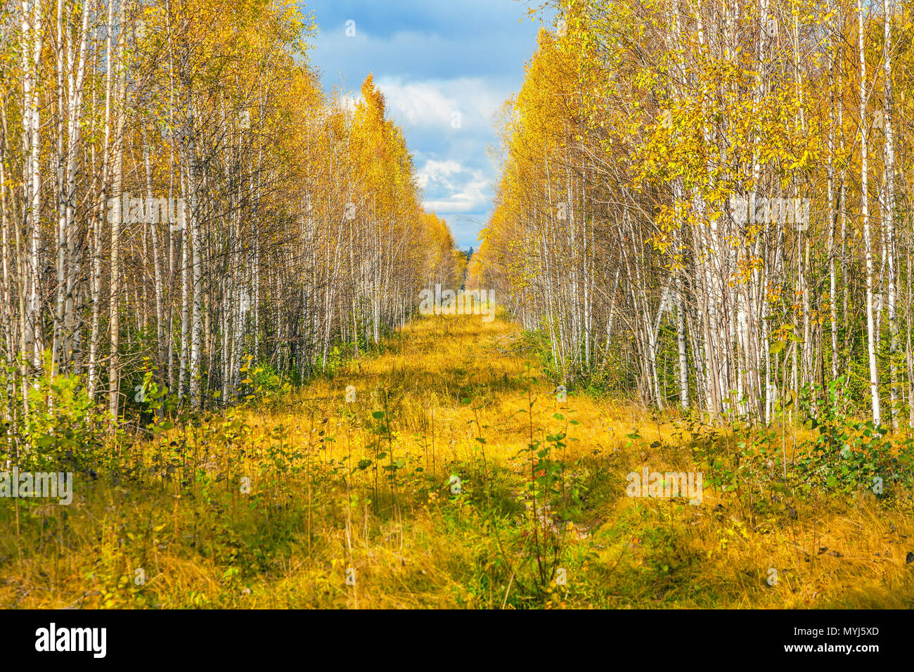 Dried autumn leaves birch tree hi-res stock photography and images - Alamy