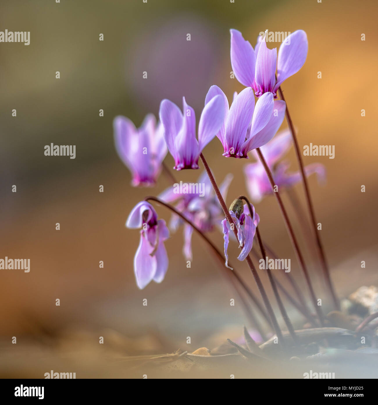 Group of Ivy-leaved cyclamen or sowbread (Cyclamen hederifolium) in bloom on bright background Stock Photo