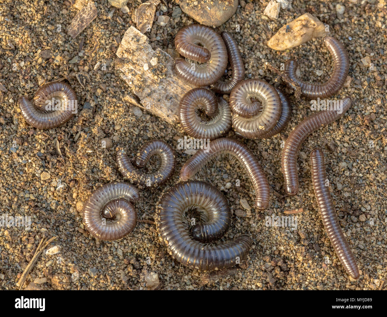 Group of sleeping millipedes discovered under a stone Stock Photo