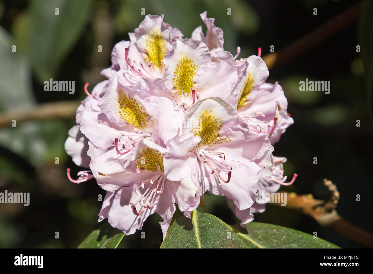 Beautiful rhododendrons Stock Photo
