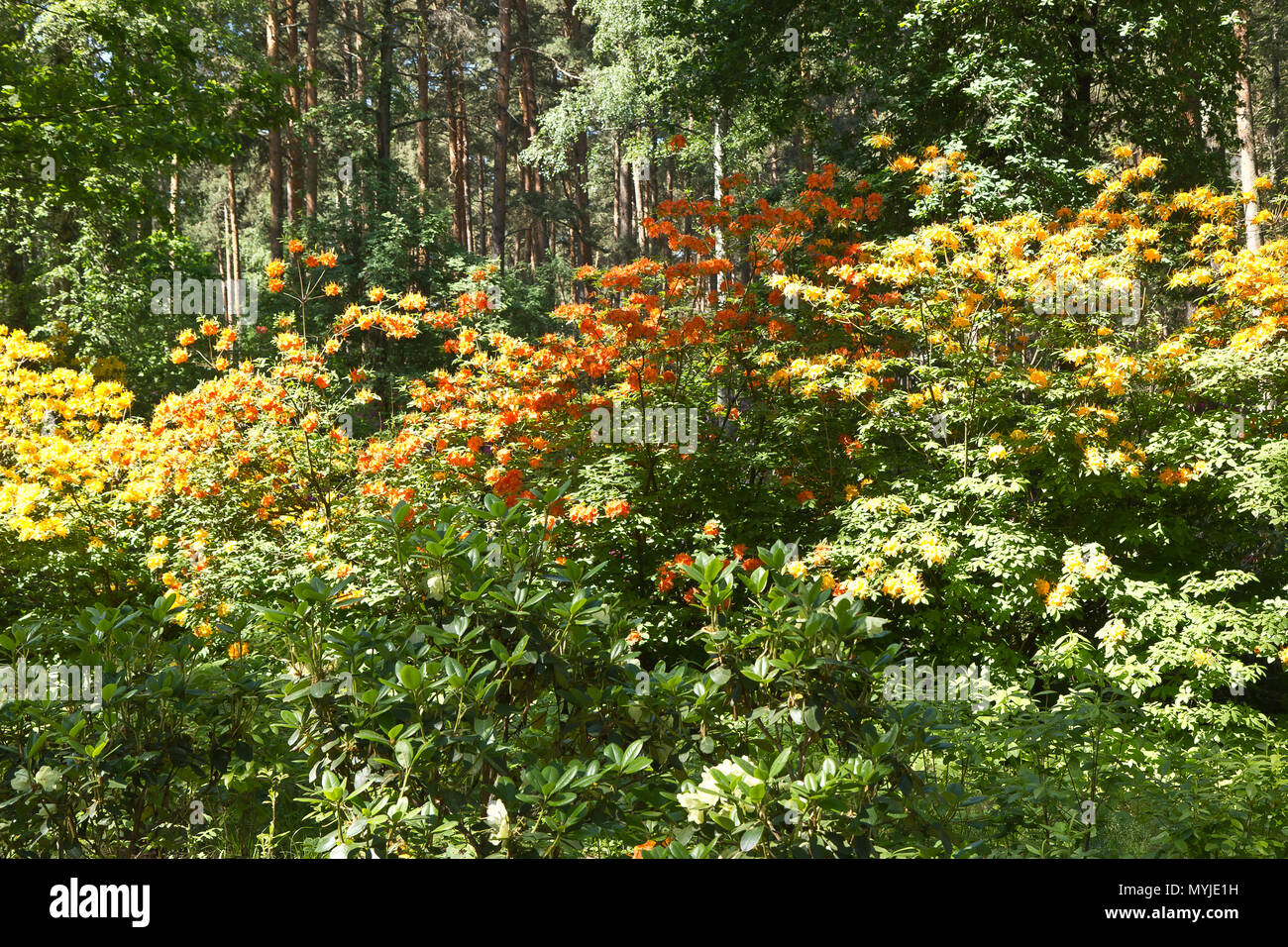 Rhododendron garden in Babīte, Latvia Stock Photo
