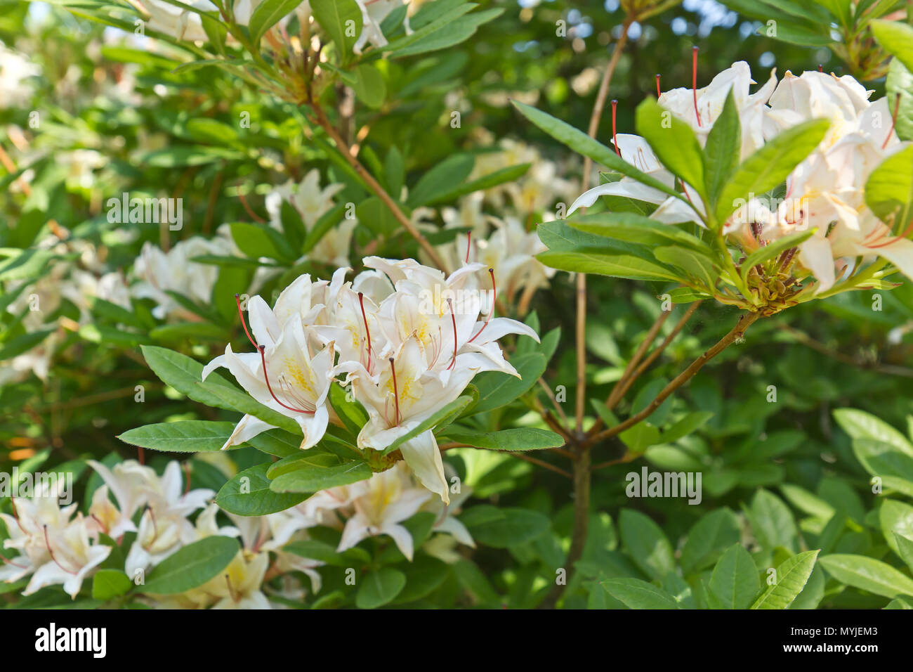 Beautiful rhododendrons Stock Photo