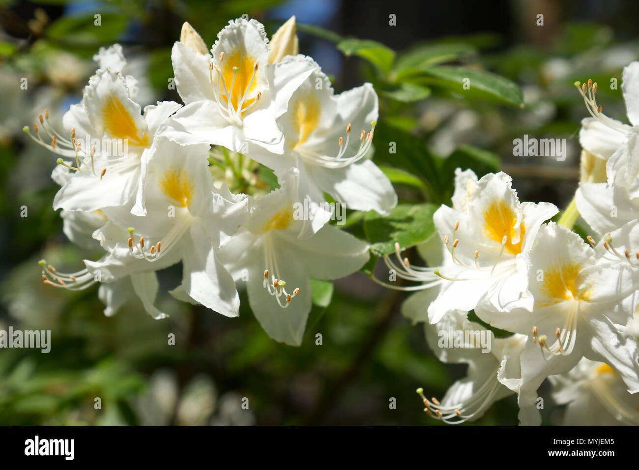 Rhododendron flowers Stock Photo