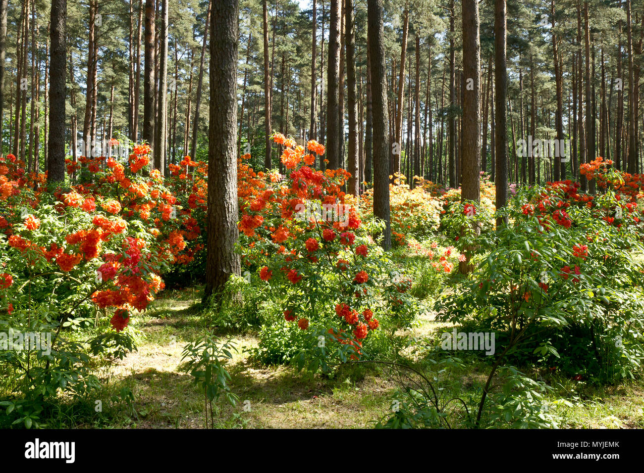 Rhododendron garden in Babīte, Latvia Stock Photo