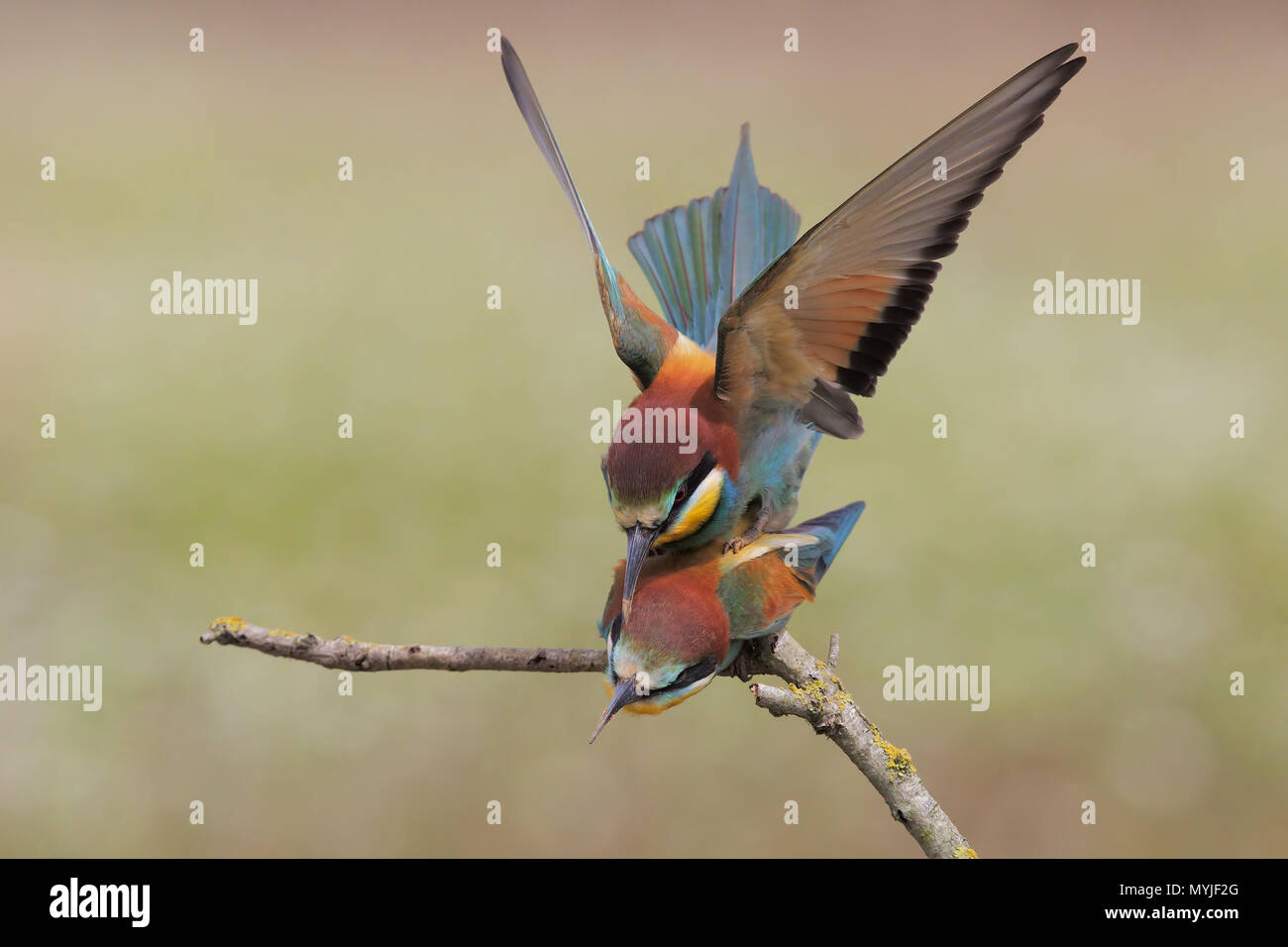 Bee-eater Stock Photo