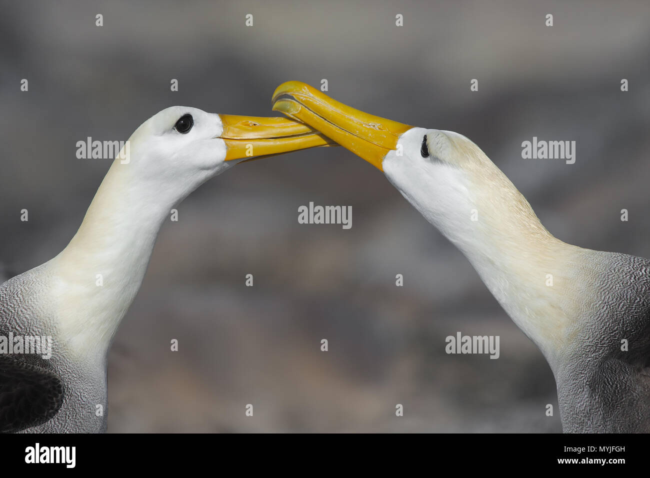 Waved Albatross Stock Photo