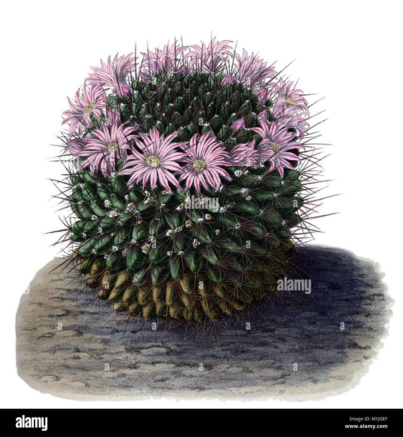 Genus mammillaria hi-res stock photography and images - Alamy
