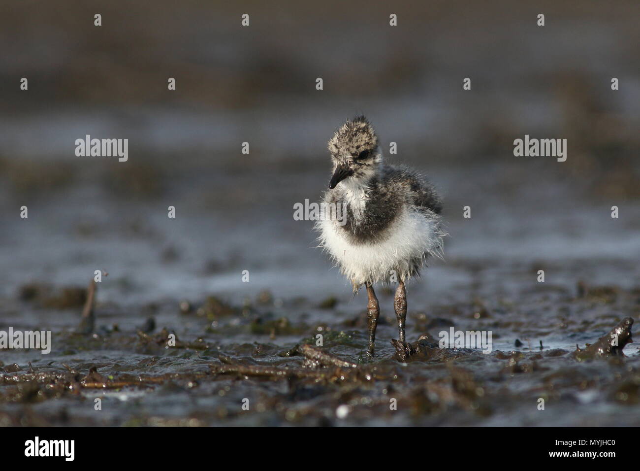 Juvniele Northern Lapwing chick (vanellus vanellus) foraging in wetlands Stock Photo