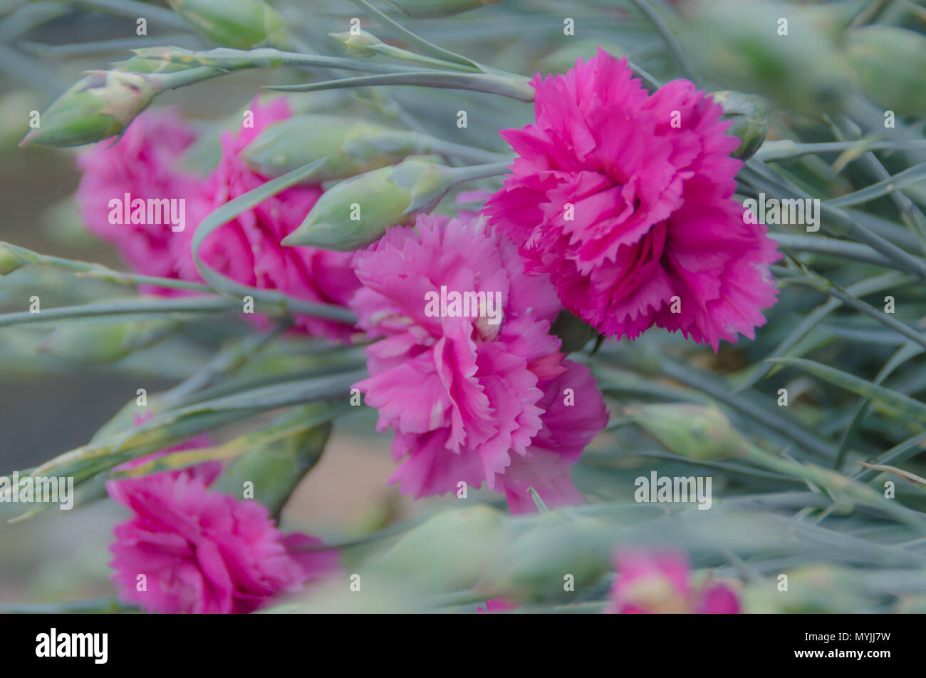 Spray of Pink Carnations Stock Photo