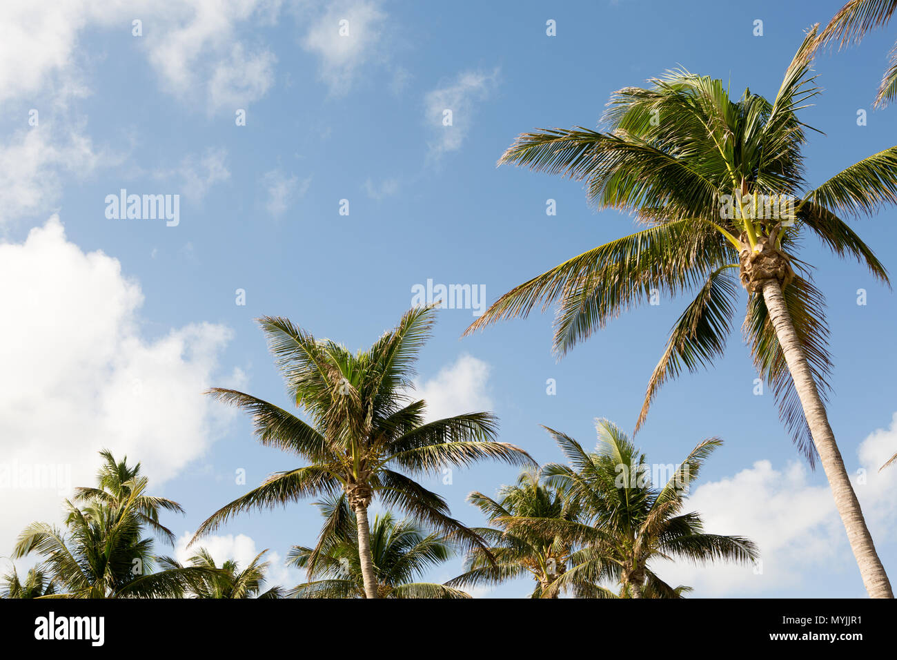 Palm trees and blue skys at the beach Stock Photo - Alamy