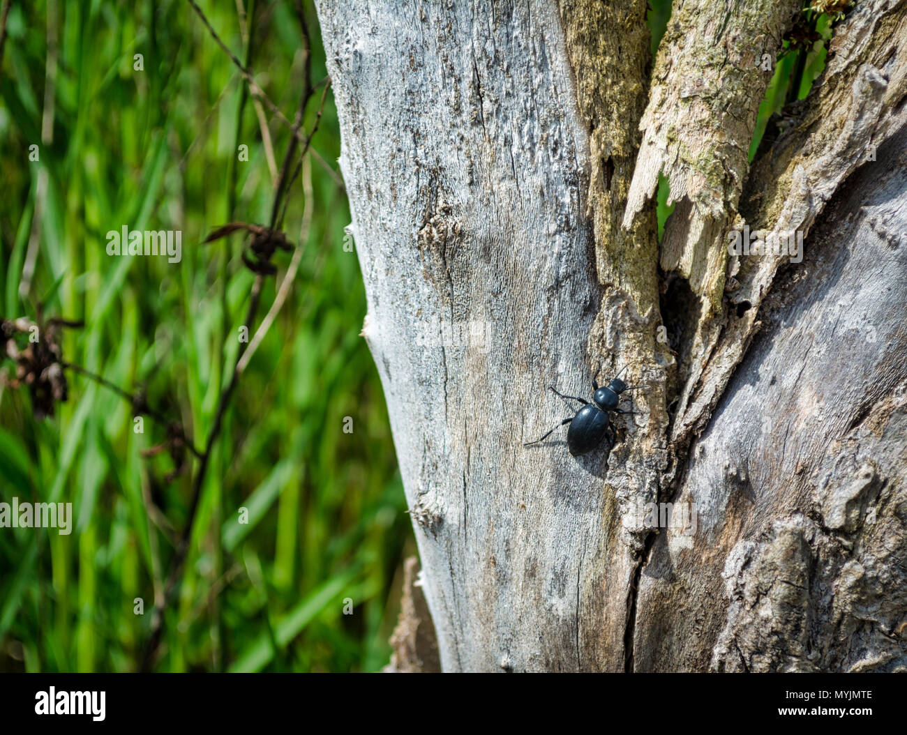 Closeup of black beetle on a tree in a meadow Stock Photo