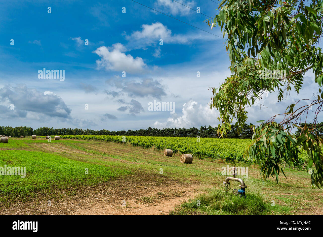 Landscape of field with bales of hay and vineyard under cloudy sky of ...