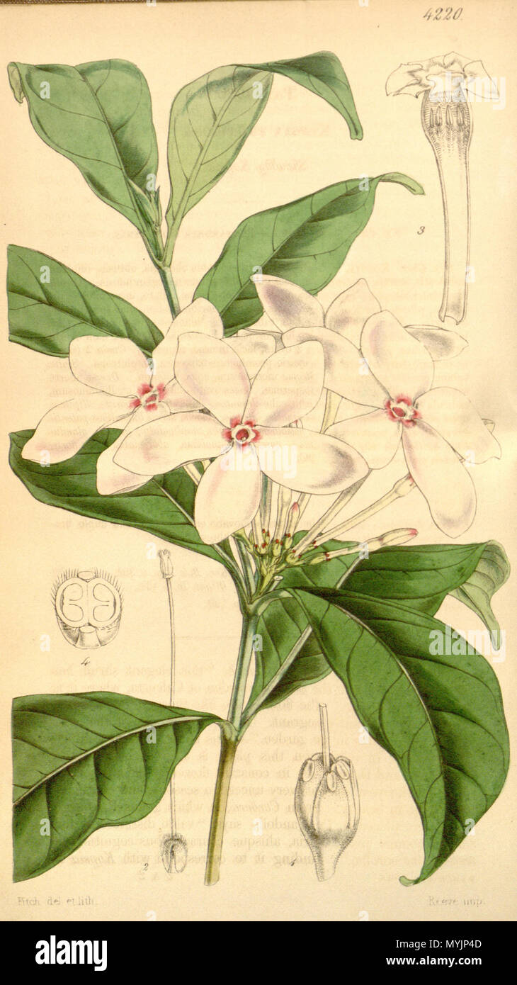 . Kopsia fruticosa, Apocynaceae . 1846. Fitch del. et lith. 301 Kopsia fruticosa 72-4220 Stock Photo