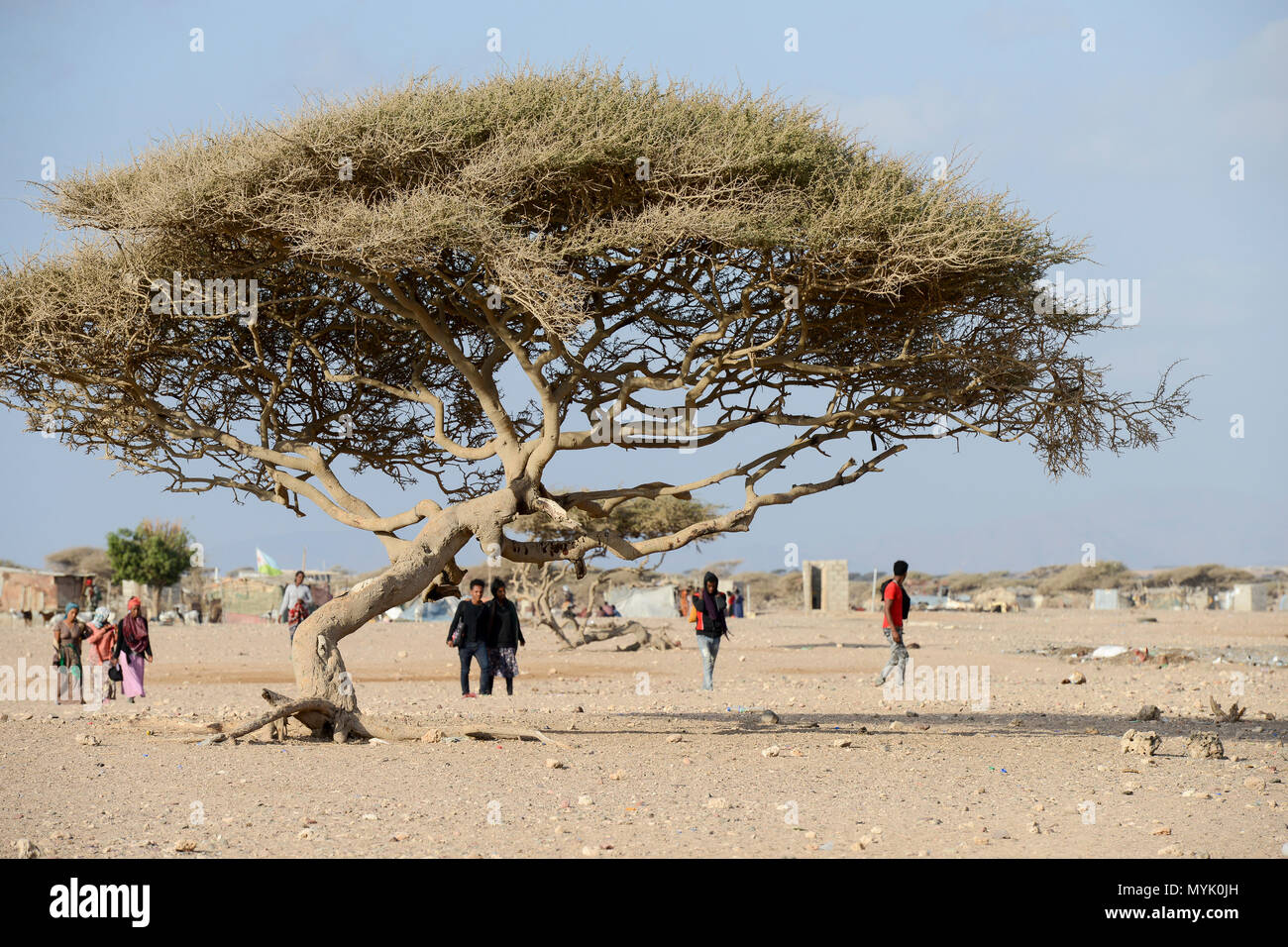 DJIBOUTI , Obock, from here ethiopian migrants try to cross bab el mandeb, red sea, gulf of aden by smuggler boats to Yemen to continue the journey to Saudi Arabia or Europe, group of ethiopian migrants going to the meeting point with the smugglers, acacia tree Stock Photo